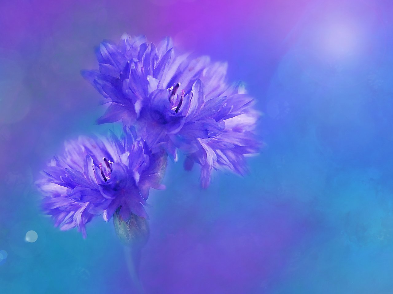 Обои цветы, фон, размытость, синие, васильки, flowers, background, blur, blue, cornflowers разрешение 3840x2400 Загрузить