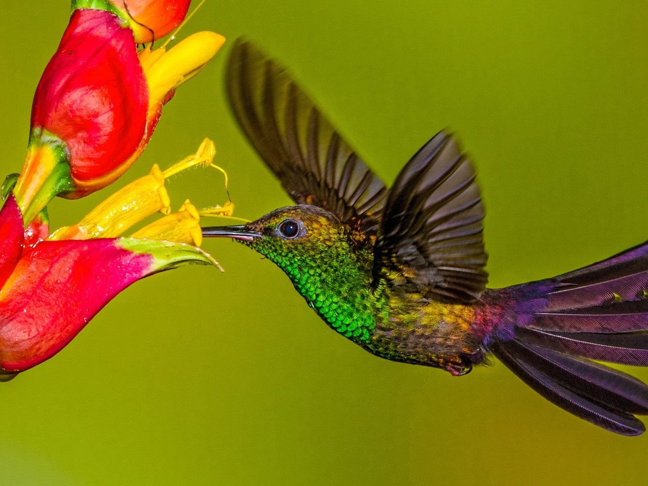 Обои цветок, крылья, птица, клюв, колибри, колибри-халибура, flower, wings, bird, beak, hummingbird, hummingbird-chalybura разрешение 2048x1152 Загрузить