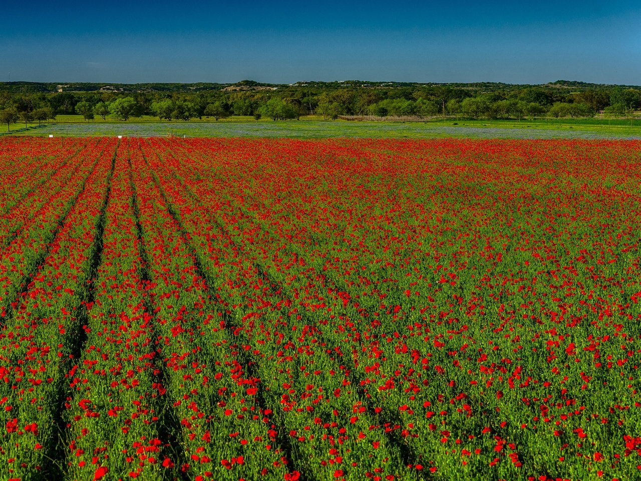 Обои небо, цветы, поле, горизонт, красные, маки, the sky, flowers, field, horizon, red, maki разрешение 2560x1707 Загрузить