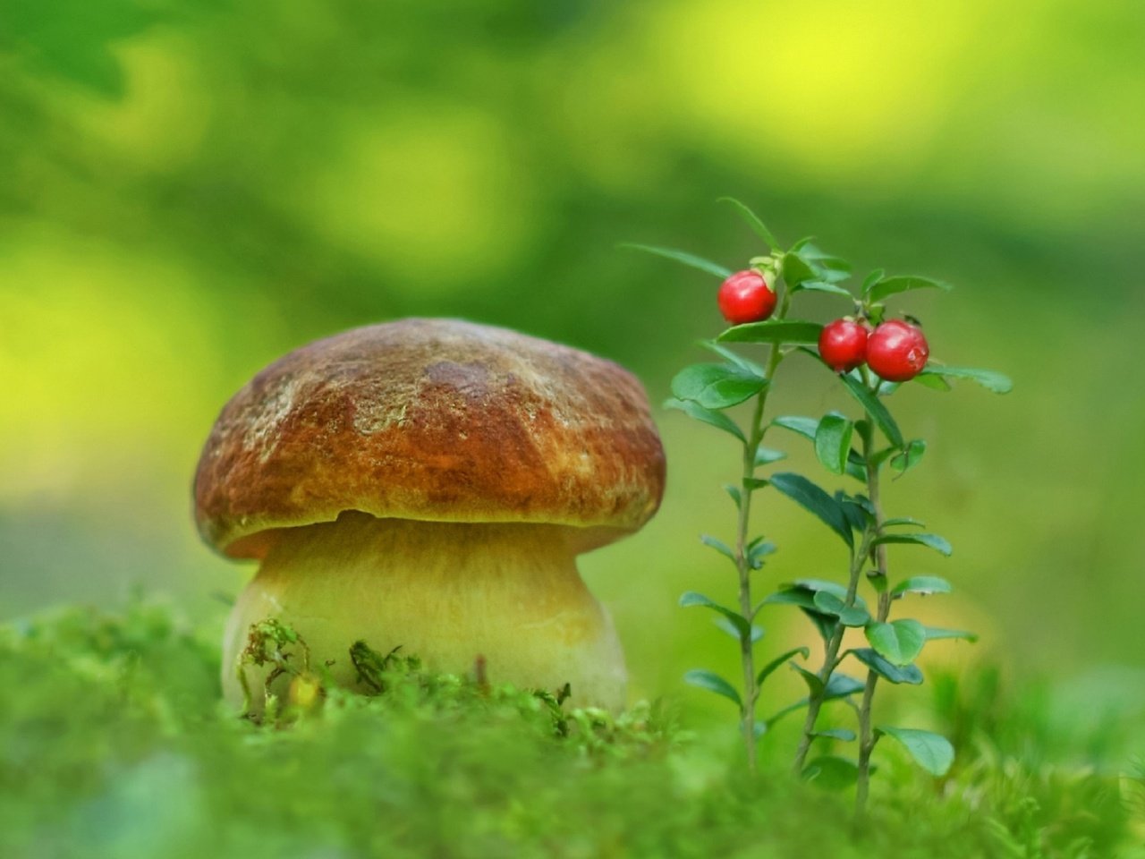 Обои природа, гриб, мох, ягоды, белый гриб, aleksandr hvozd, nature, mushroom, moss, berries, white mushroom разрешение 2596x1600 Загрузить