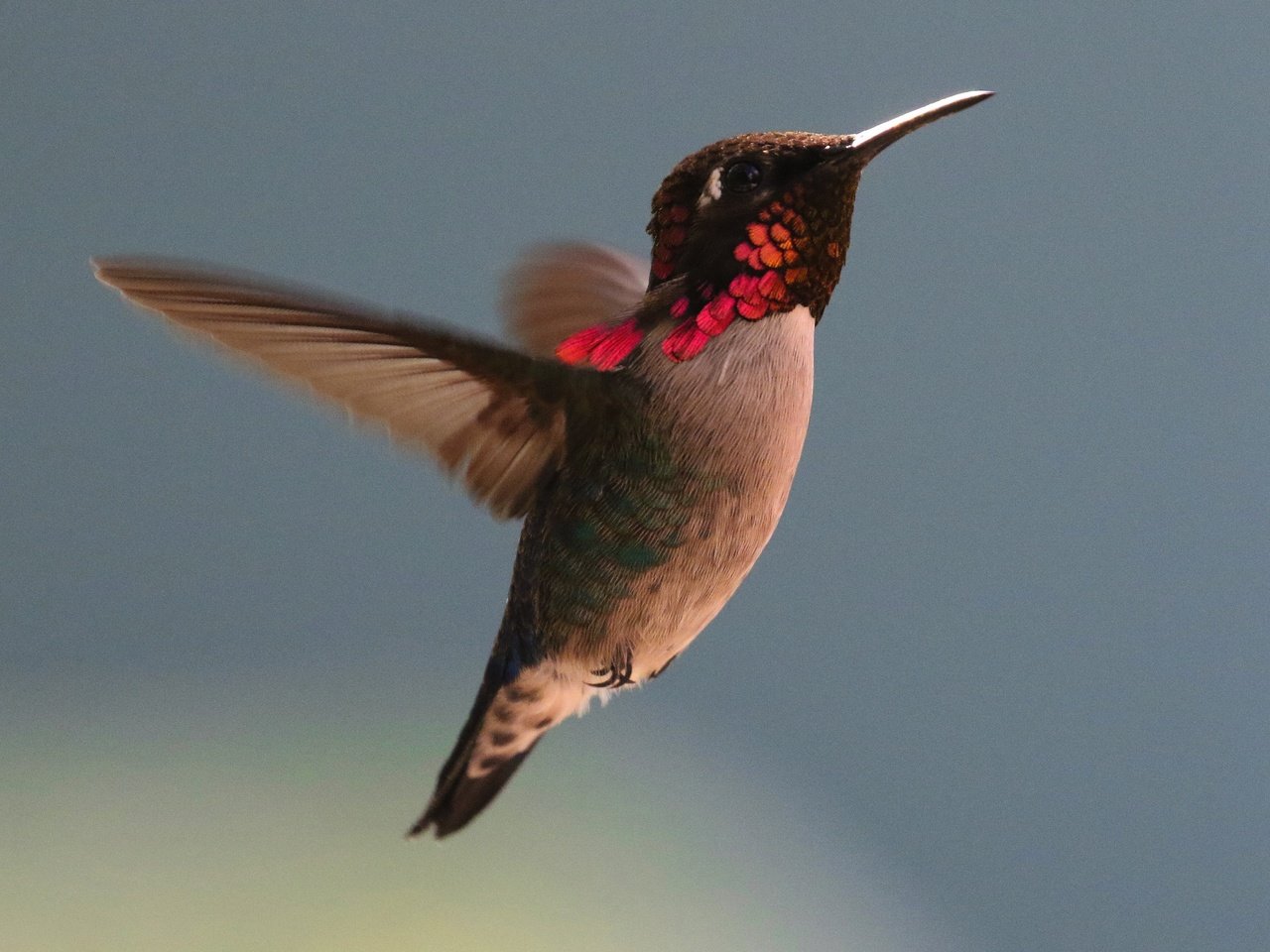 Обои полет, крылья, птица, клюв, перья, колибри, flight, wings, bird, beak, feathers, hummingbird разрешение 4500x4144 Загрузить