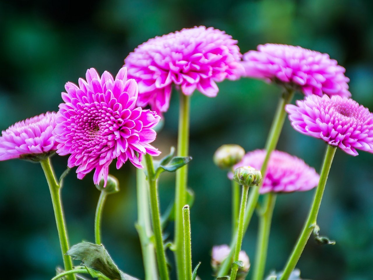 Обои цветы, макро, стебель, хризантемы, боке, flowers, macro, stem, chrysanthemum, bokeh разрешение 1920x1279 Загрузить