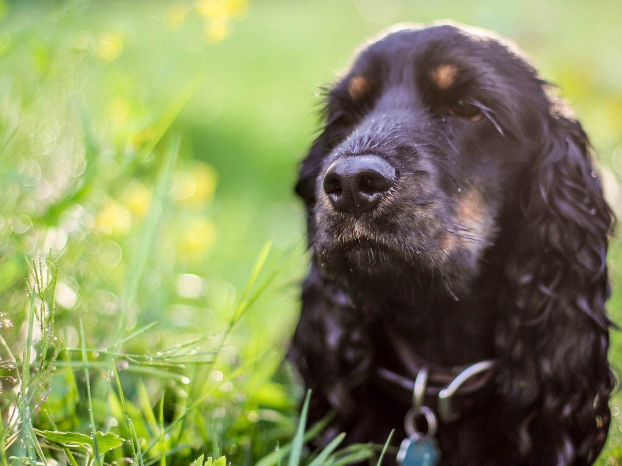 Обои морда, трава, собака, спаниель, кокер-спаниель, face, grass, dog, spaniel, cocker spaniel разрешение 1920x1200 Загрузить