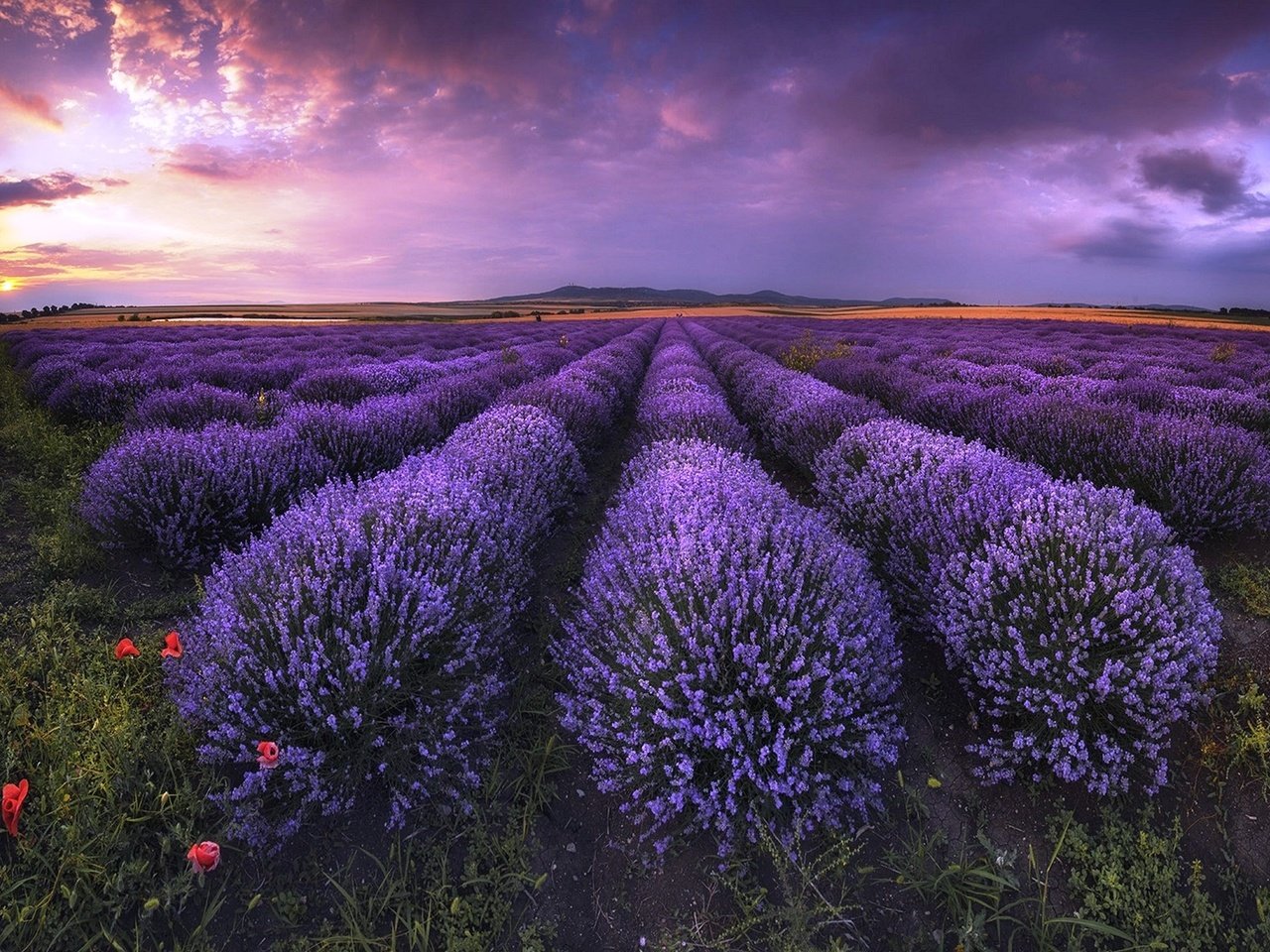 Обои небо, облака, поле, лаванда, горизонт,  цветы, болгария, the sky, clouds, field, lavender, horizon, flowers, bulgaria разрешение 1920x1304 Загрузить