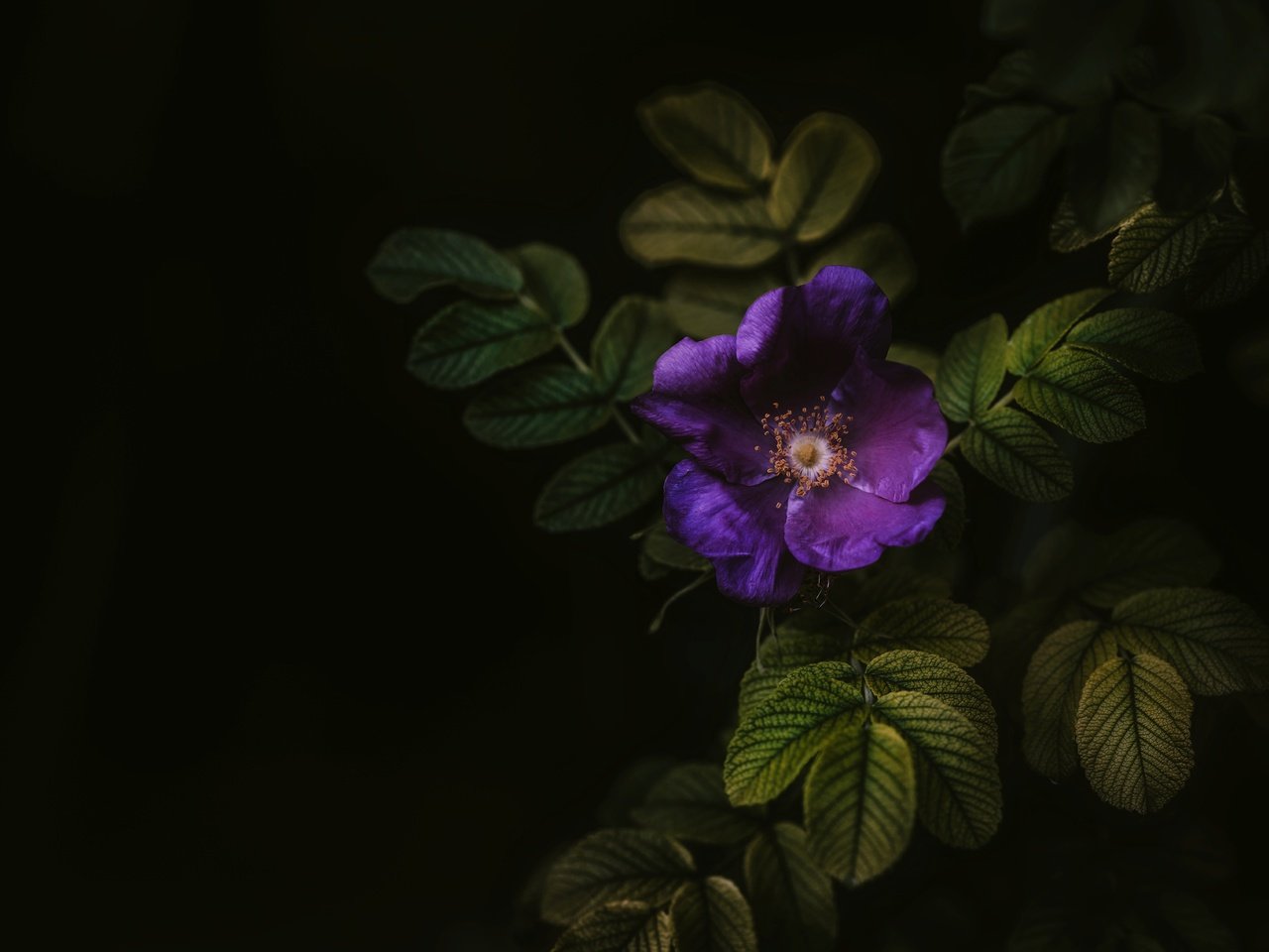 Обои листья, макро, цветок, черный фон, куст, leaves, macro, flower, black background, bush разрешение 7360x4540 Загрузить