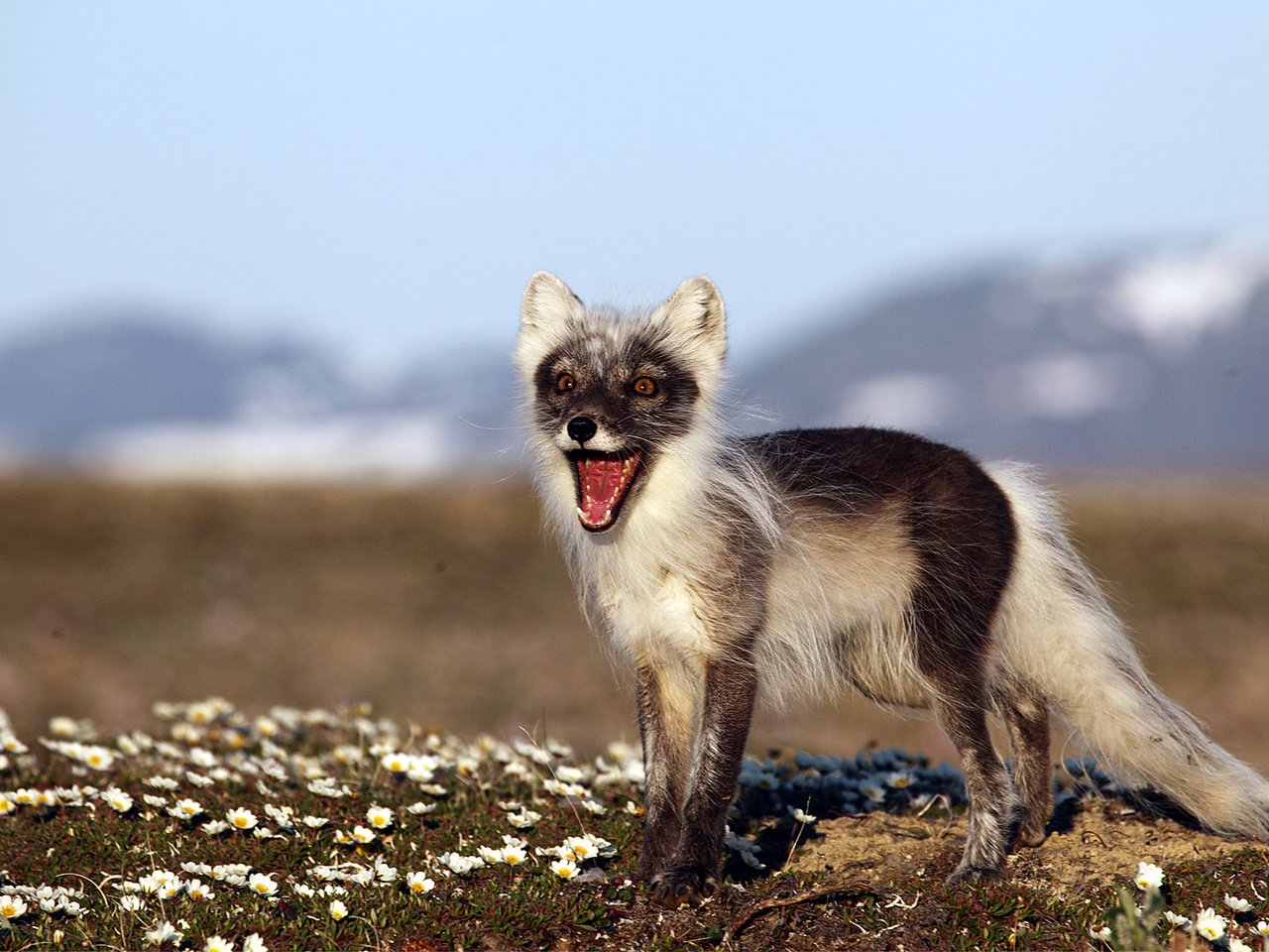 Обои природа, фон, россия, песец, полярная лисица, остров врангеля, nature, background, russia, fox, polar fox, wrangel island разрешение 1920x1080 Загрузить