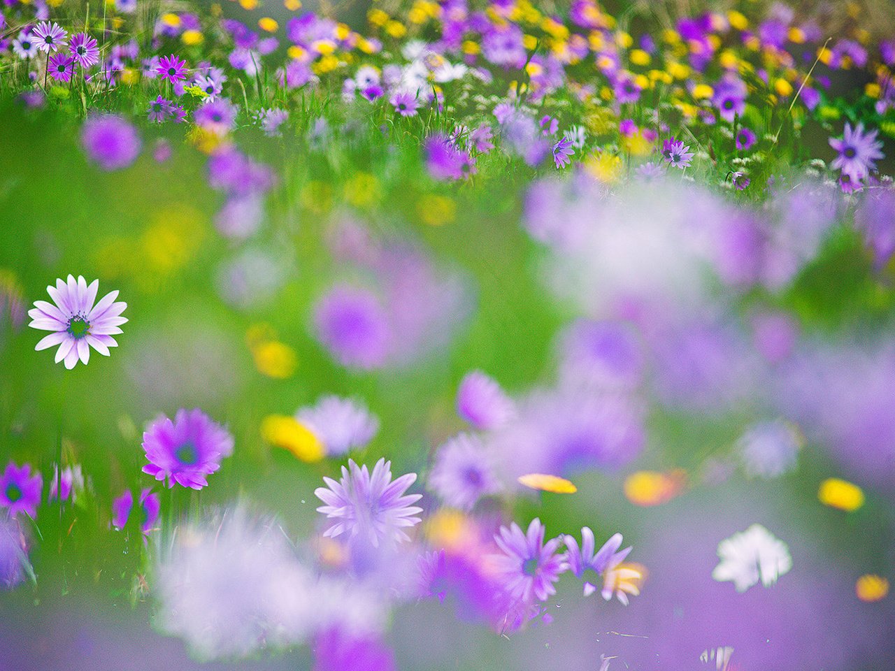 Обои цветы, размытость, луг, полевые цветы, flowers, blur, meadow, wildflowers разрешение 1920x1200 Загрузить