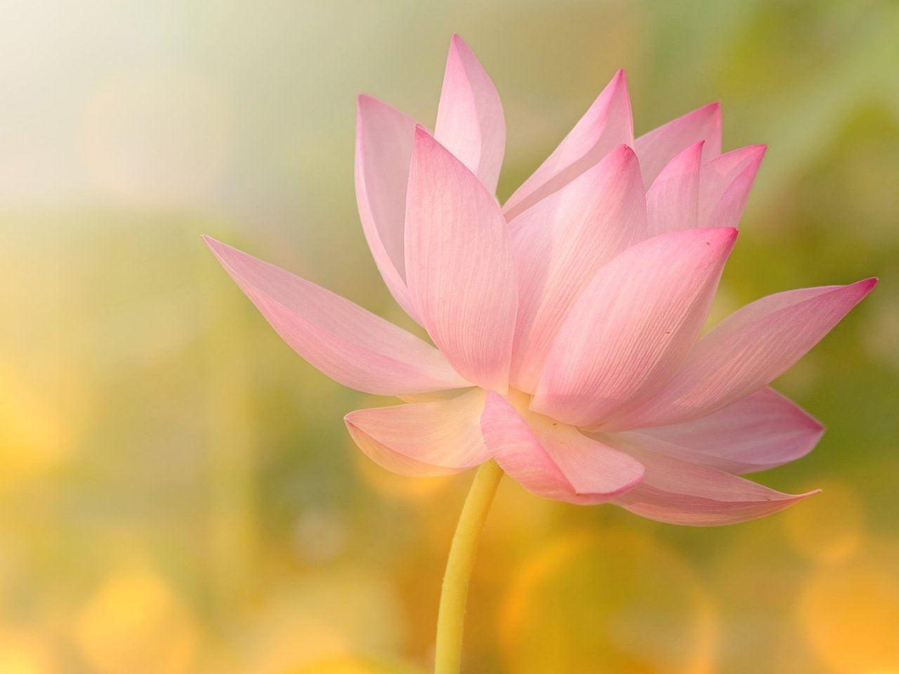 Обои цветок, лепестки, блики, лотос, розовый, flower, petals, glare, lotus, pink разрешение 1920x1200 Загрузить