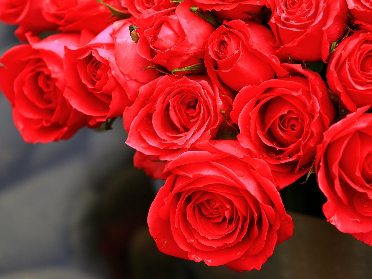Обои цветы, бутоны, розы, лепестки, красные, flowers, buds, roses, petals, red разрешение 2048x1365 Загрузить