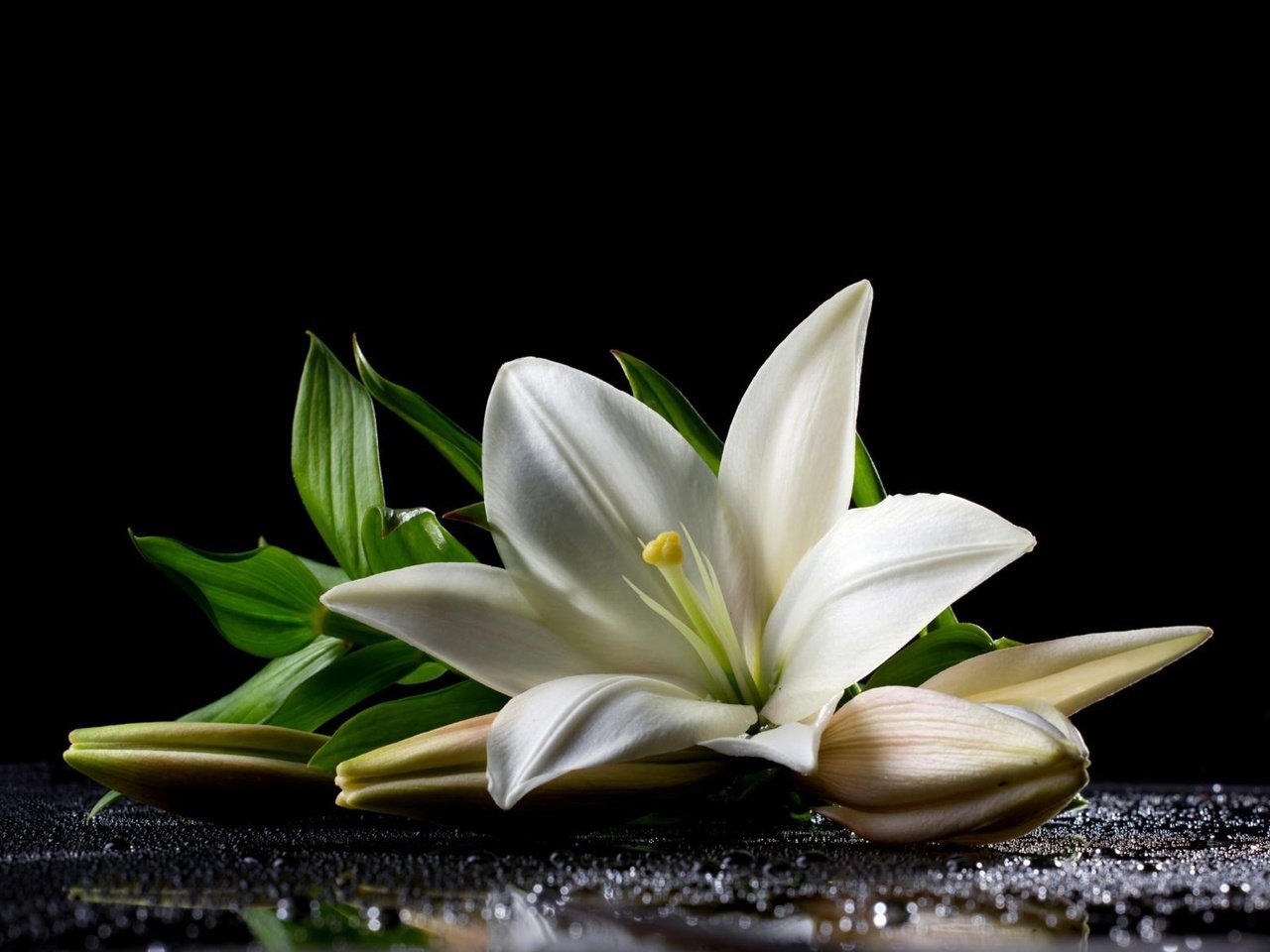 Обои листья, цветок, лепестки, лилия, черный фон, белая, leaves, flower, petals, lily, black background, white разрешение 1920x1418 Загрузить
