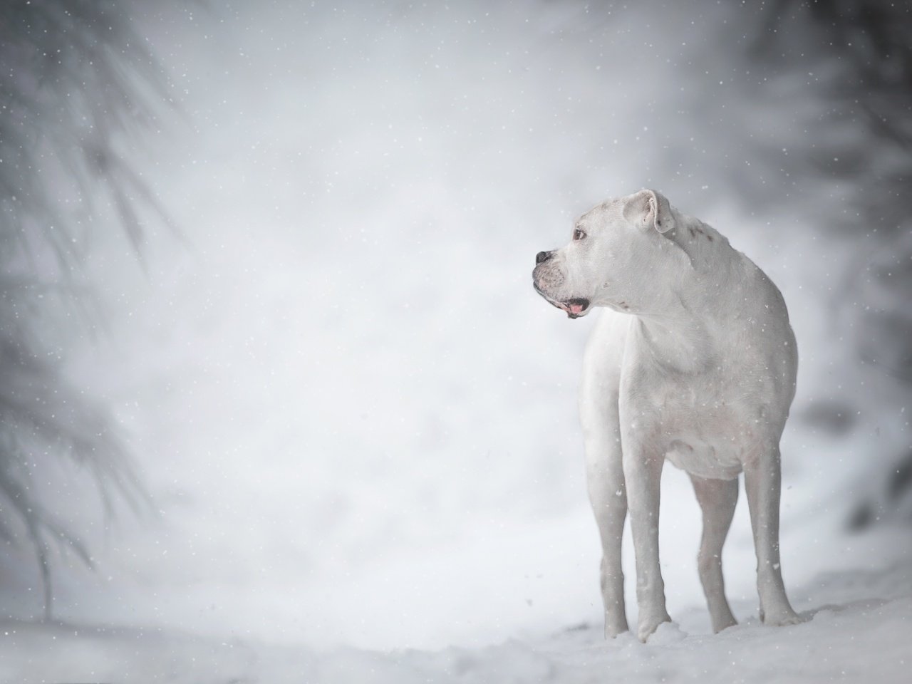 Обои зима, белый, собака, боке, дог, аргентинский дог, има, winter, white, dog, bokeh, the dogo argentino, ima разрешение 3600x2400 Загрузить