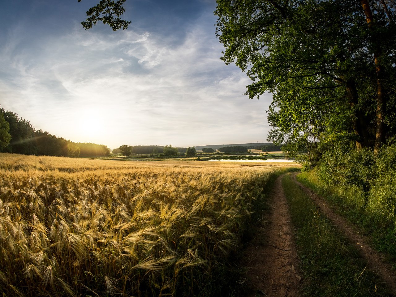 Обои небо, облака, природа, поле, лето, пшеница, следы, the sky, clouds, nature, field, summer, wheat, traces разрешение 3840x2400 Загрузить