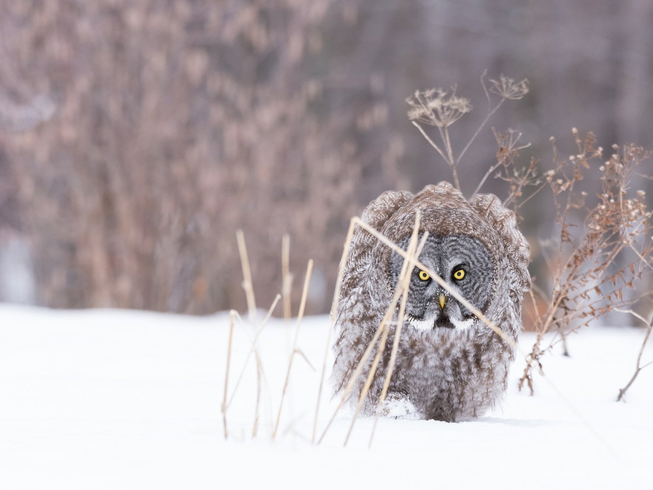 Обои сова, снег, природа, зима, мороз, птица, неясыть, хищная птица, owl, snow, nature, winter, frost, bird, bird of prey разрешение 1920x1200 Загрузить