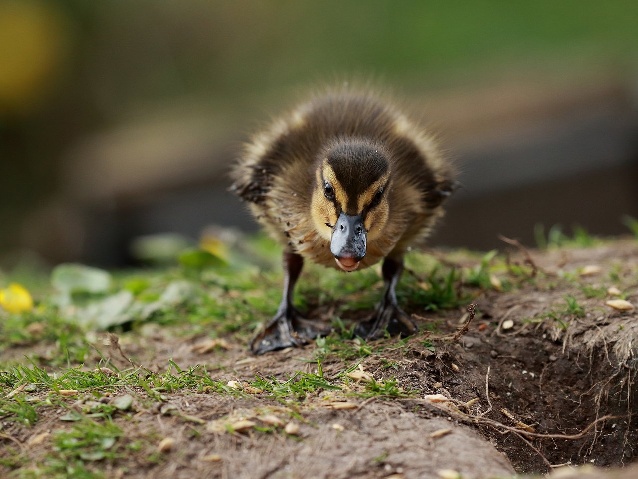 Обои трава, птенец, птица, клюв, утка, утенок, grass, chick, bird, beak, duck разрешение 3840x2400 Загрузить