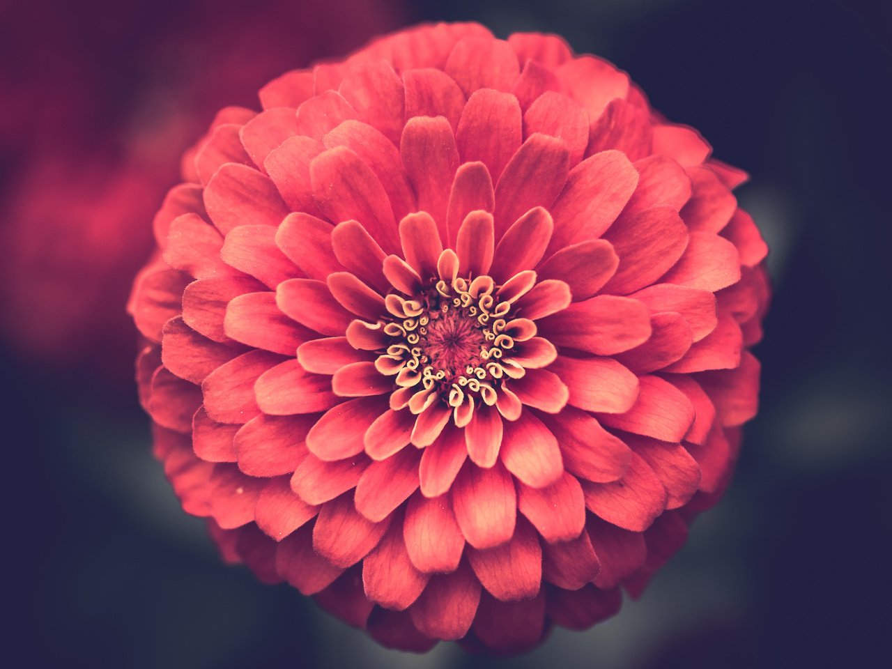 Обои цветок, лепестки, крупным планом, цинния, flower, petals, closeup, zinnia разрешение 3840x2400 Загрузить