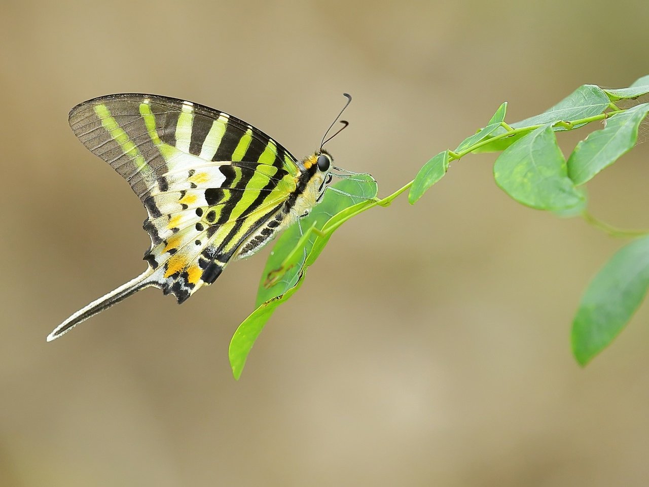 Обои ветка, листья, насекомое, бабочка, крылья, усики, branch, leaves, insect, butterfly, wings, antennae разрешение 2048x1365 Загрузить