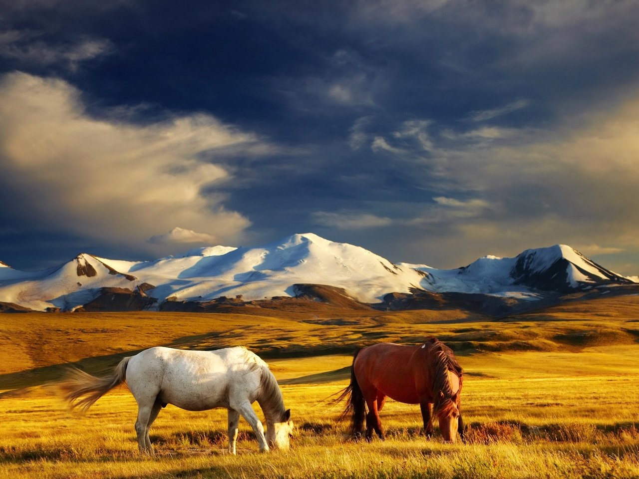 Обои небо, трава, облака, горы, поле, лошади, кони, the sky, grass, clouds, mountains, field, horse, horses разрешение 2400x1502 Загрузить