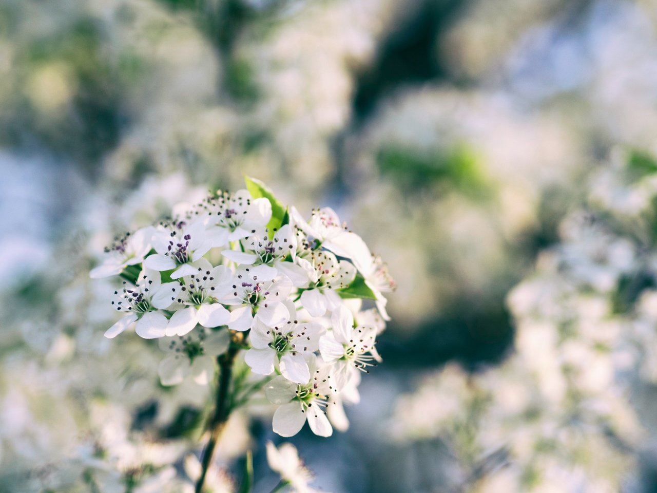 Обои цветы, ветка, цветение, размытость, весна, боке, flowers, branch, flowering, blur, spring, bokeh разрешение 4608x3456 Загрузить