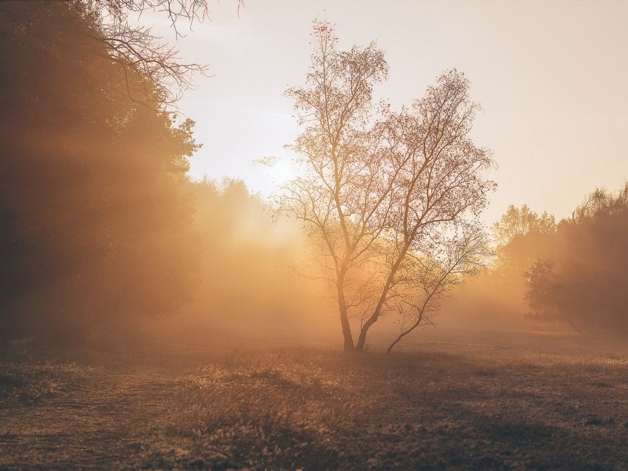 Обои свет, деревья, растения, пейзаж, парк, утро, light, trees, plants, landscape, park, morning разрешение 1971x1121 Загрузить