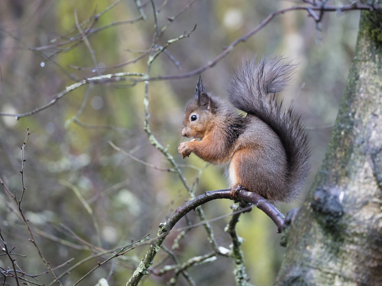 Обои дерево, ветки, белка, белочка, tree, branches, protein, squirrel разрешение 3840x2400 Загрузить