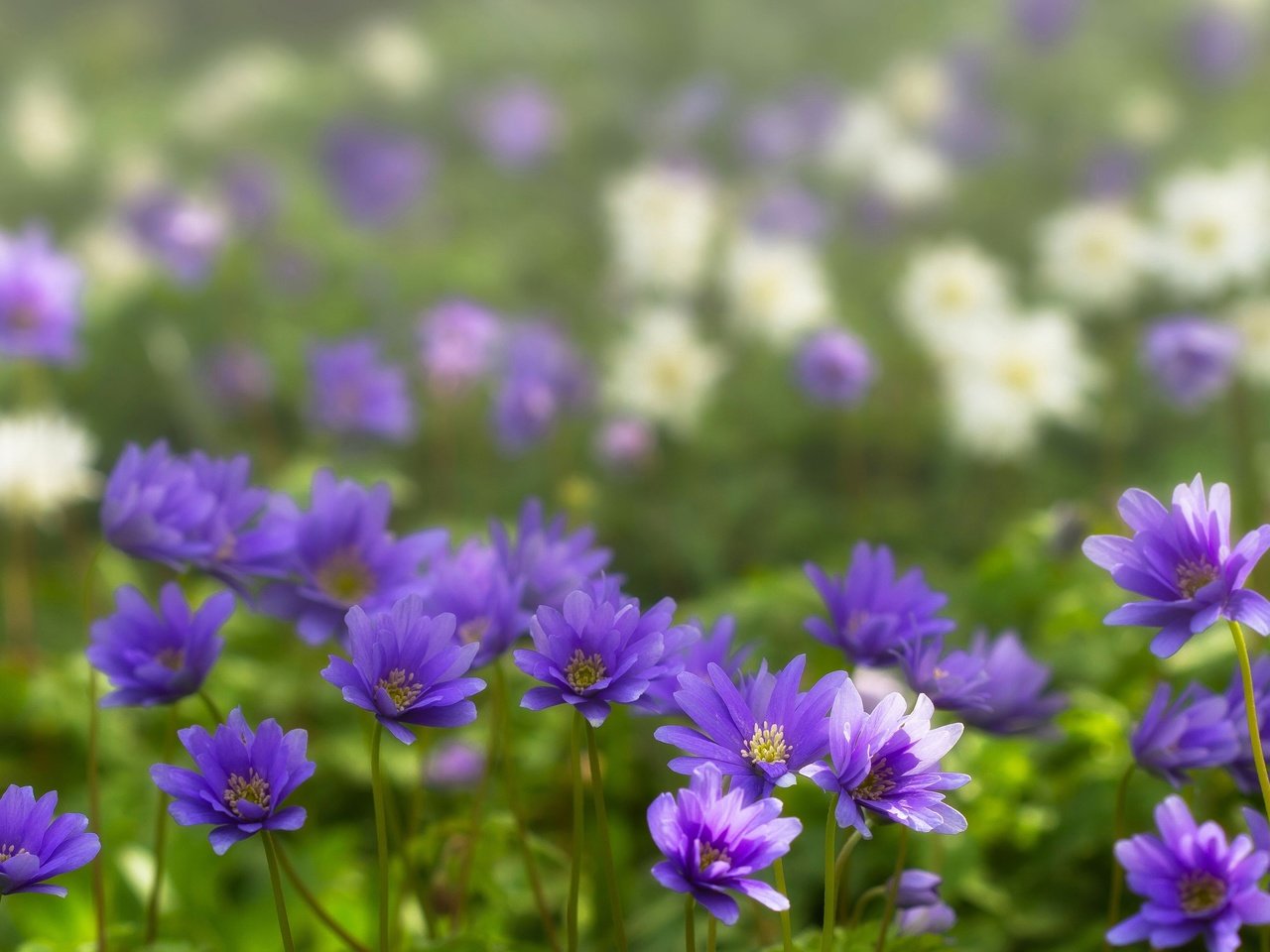 Обои фиолетовые цветы, ветреница, анемон, purple flowers, anemone разрешение 3200x2252 Загрузить