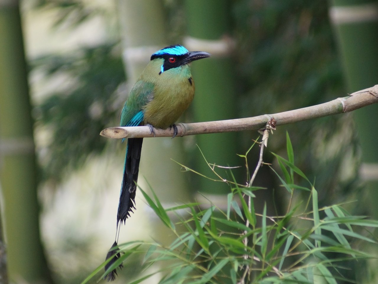 Обои ветка, дерево, бамбук, птица, клюв, перья, оперение, amazonian motmot, branch, tree, bamboo, bird, beak, feathers, tail разрешение 5456x3632 Загрузить