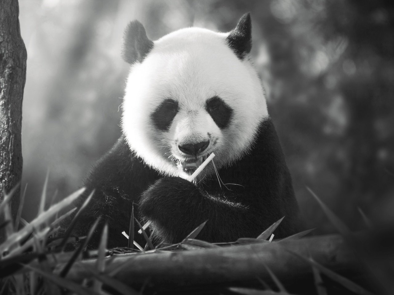 Обои панда, медведь, чёрно-белое, panda, bear, black and white разрешение 3300x2200 Загрузить