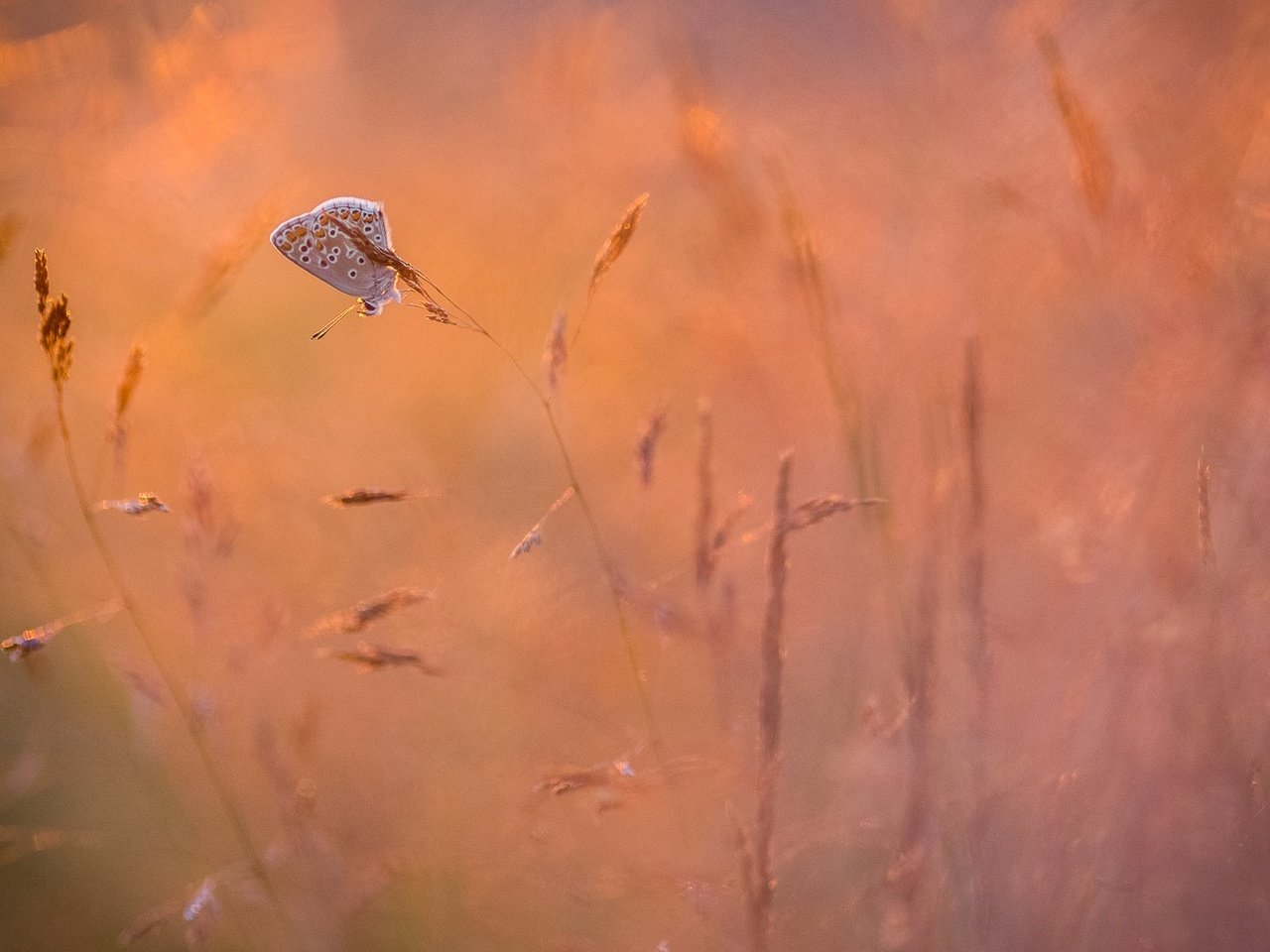 Обои трава, природа, насекомое, фон, бабочка, крылья, grass, nature, insect, background, butterfly, wings разрешение 1920x1080 Загрузить