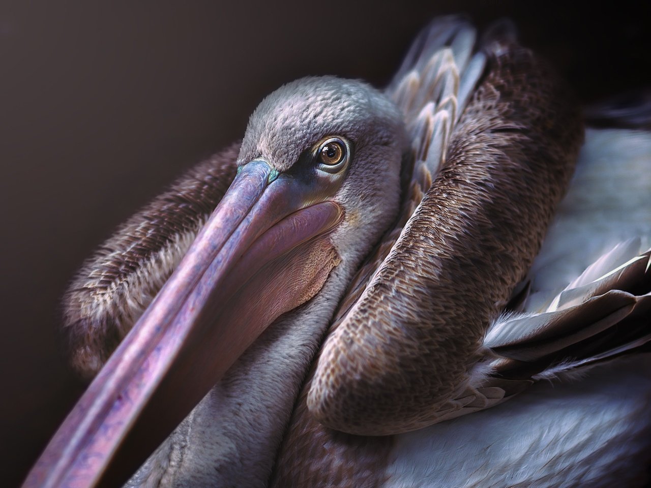 Обои птица, клюв, пеликан, bird, beak, pelican разрешение 2560x1920 Загрузить