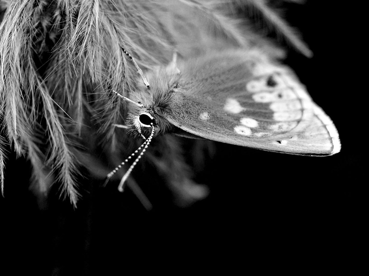 Обои насекомое, бабочка, чёрно-белое, крылья, insect, butterfly, black and white, wings разрешение 1920x1080 Загрузить