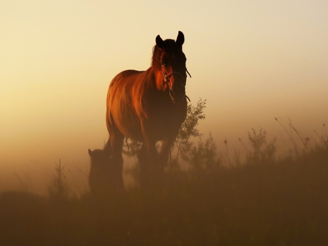 Обои лошадь, восход, утро, рассвет, конь, грива, степь, жеребенок, horse, sunrise, morning, dawn, mane, the steppe, foal разрешение 1920x1080 Загрузить