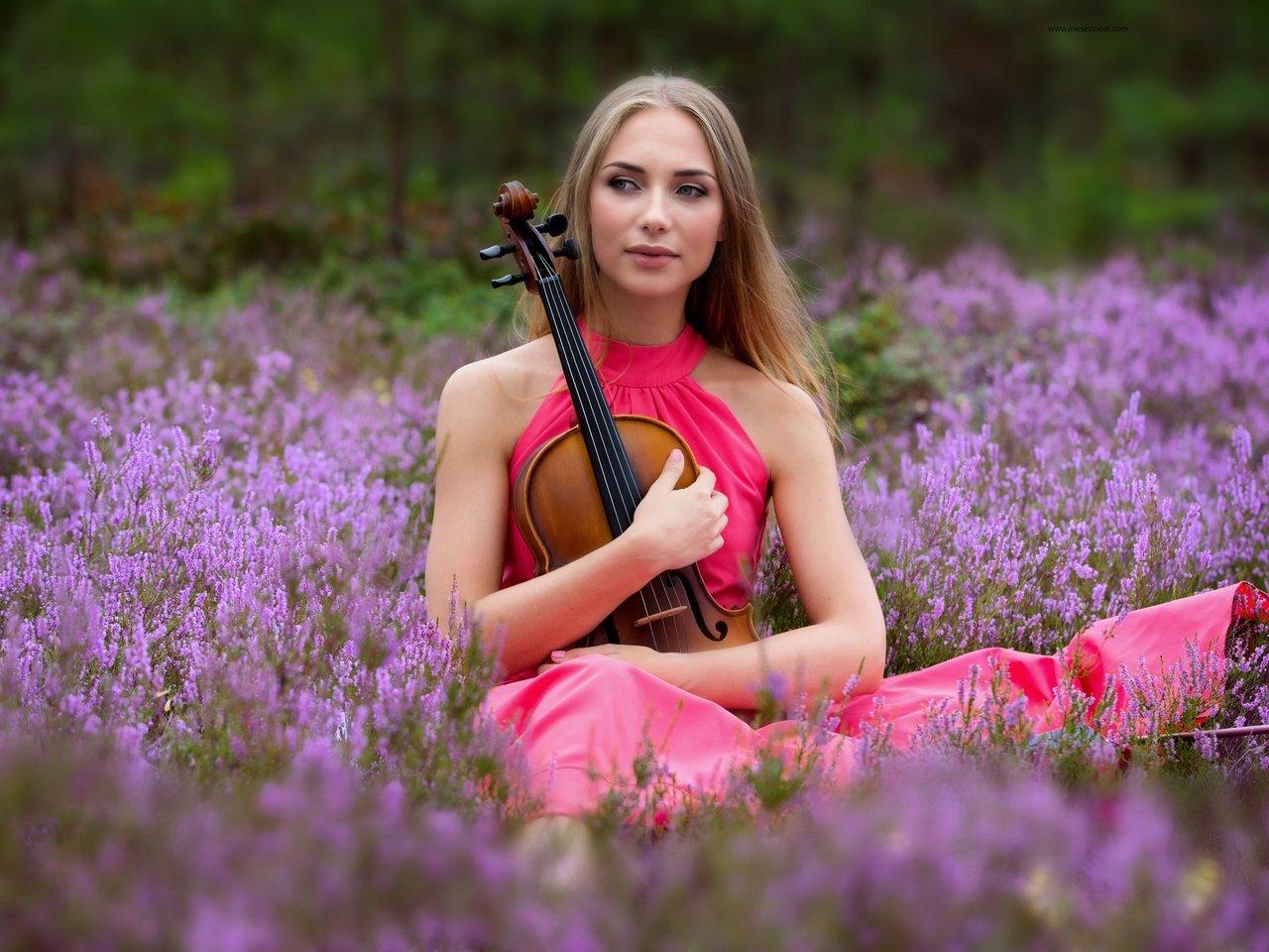 Обои цветы, девушка, настроение, платье, скрипка, вереск, flowers, girl, mood, dress, violin, heather разрешение 2048x1365 Загрузить