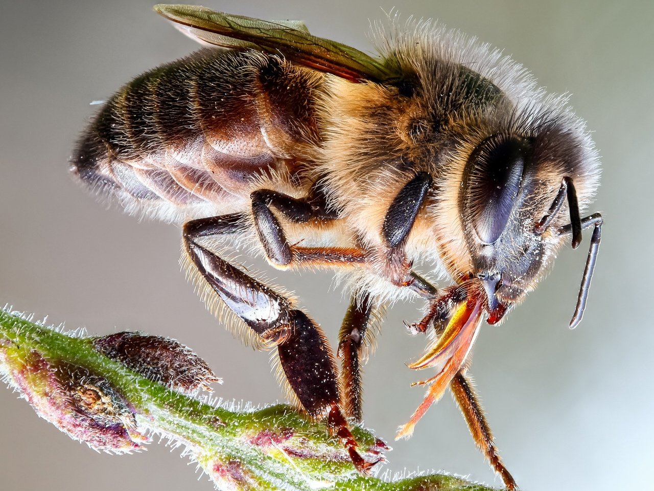 Обои глаза, макро, насекомое, фон, пчела, пыльца, стебелёк, eyes, macro, insect, background, bee, pollen, stem разрешение 3000x1875 Загрузить