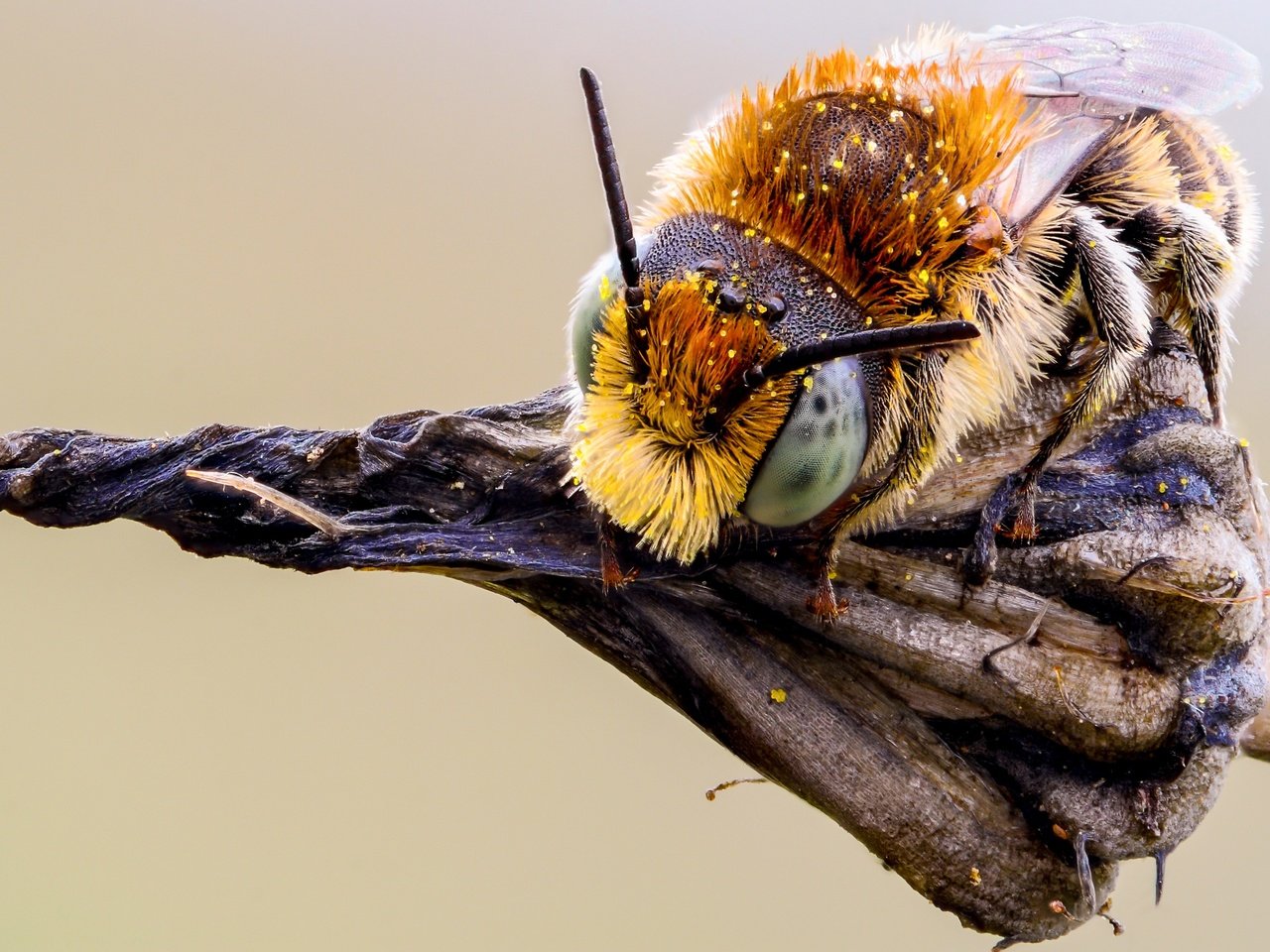 Обои глаза, макро, насекомое, фон, растение, усики, пчела, пыльца, eyes, macro, insect, background, plant, antennae, bee, pollen разрешение 3600x2250 Загрузить