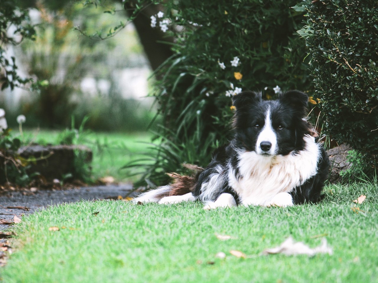 Обои трава, собака, лежа, бордер-колли, grass, dog, lying, the border collie разрешение 3888x2592 Загрузить