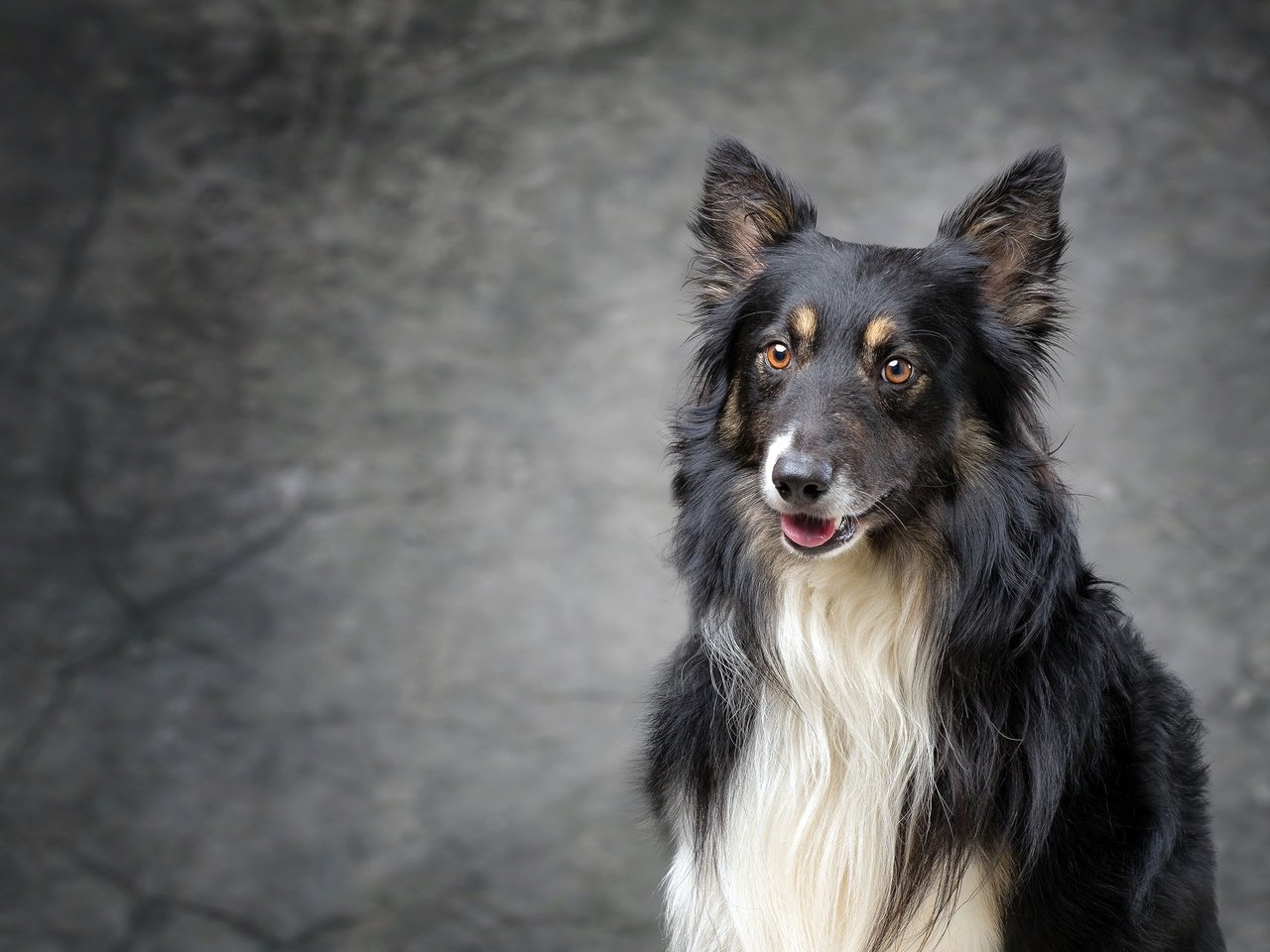 Обои взгляд, собака, щенок, колли, шотландская овчарка, look, dog, puppy, collie, scottish shepherd разрешение 2048x1285 Загрузить