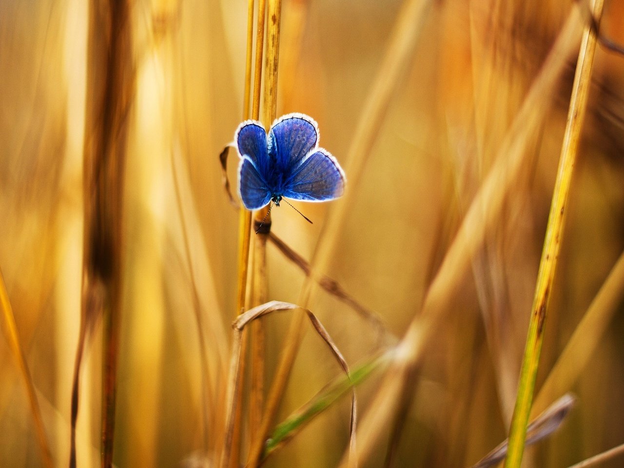 Обои трава, насекомое, бабочка, крылья, травинки, травинка, grass, insect, butterfly, wings, a blade of grass разрешение 1920x1200 Загрузить