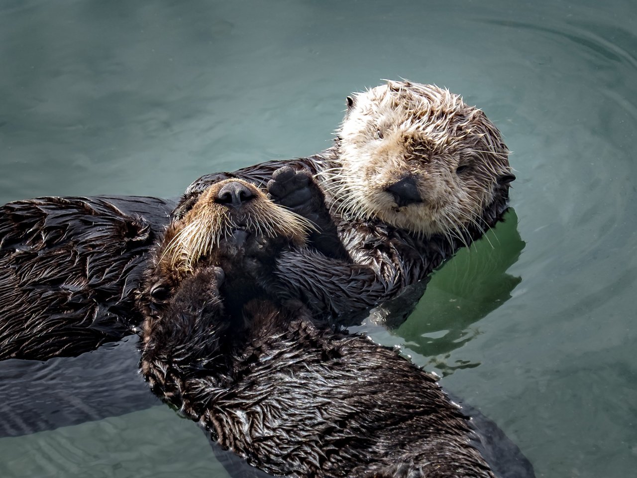 Обои вода, животные, мордочка, отдых, выдры, larry moberly, water, animals, muzzle, stay, otters разрешение 2560x1600 Загрузить