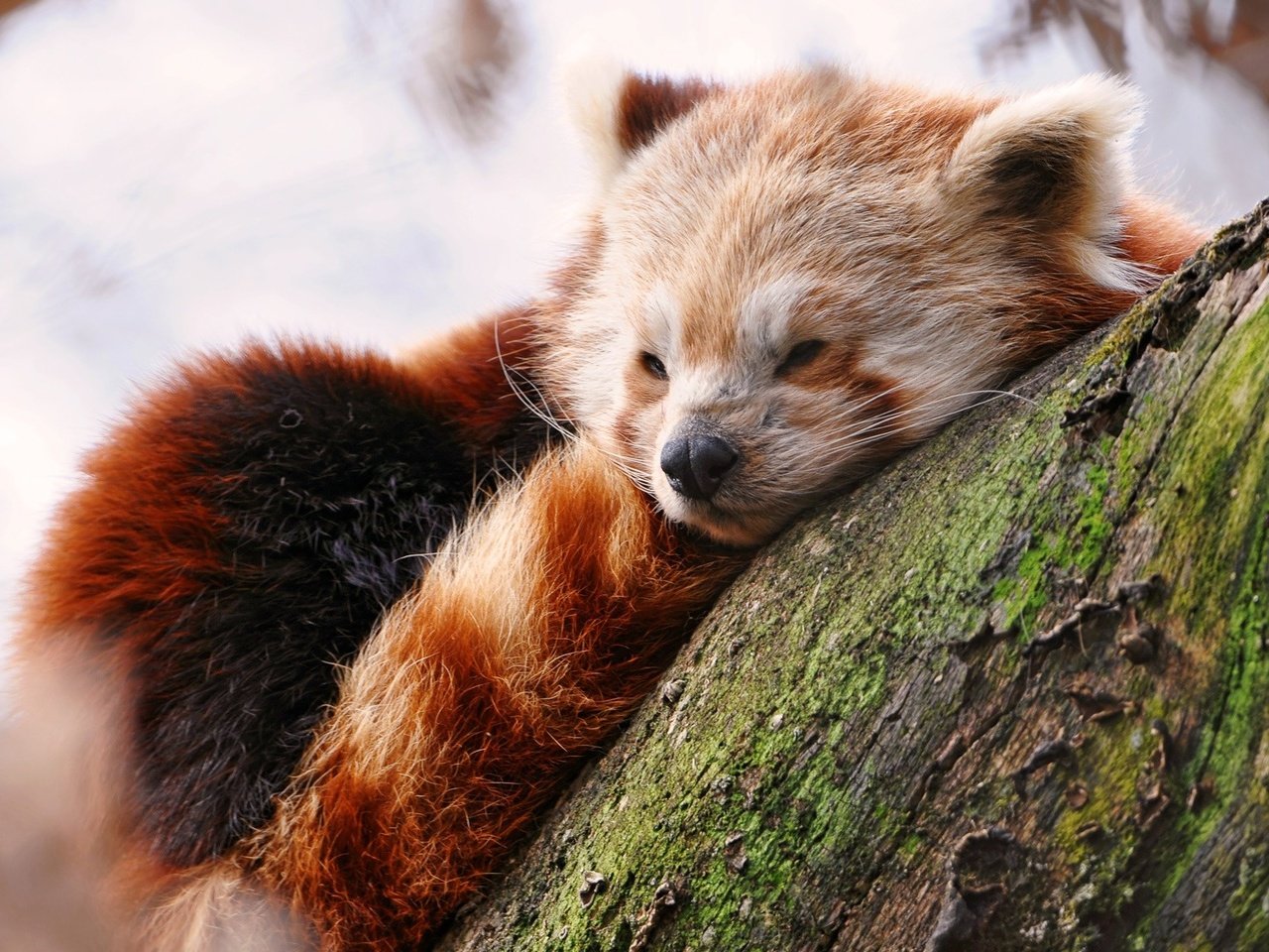 Обои дерево, мордочка, сон, красная панда, малая панда, tree, muzzle, sleep, red panda разрешение 1920x1200 Загрузить