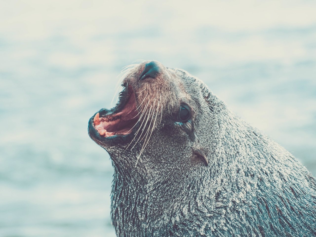 Обои морда, животное, тюлень, морской лев, face, animal, seal, sea lion разрешение 3872x2176 Загрузить