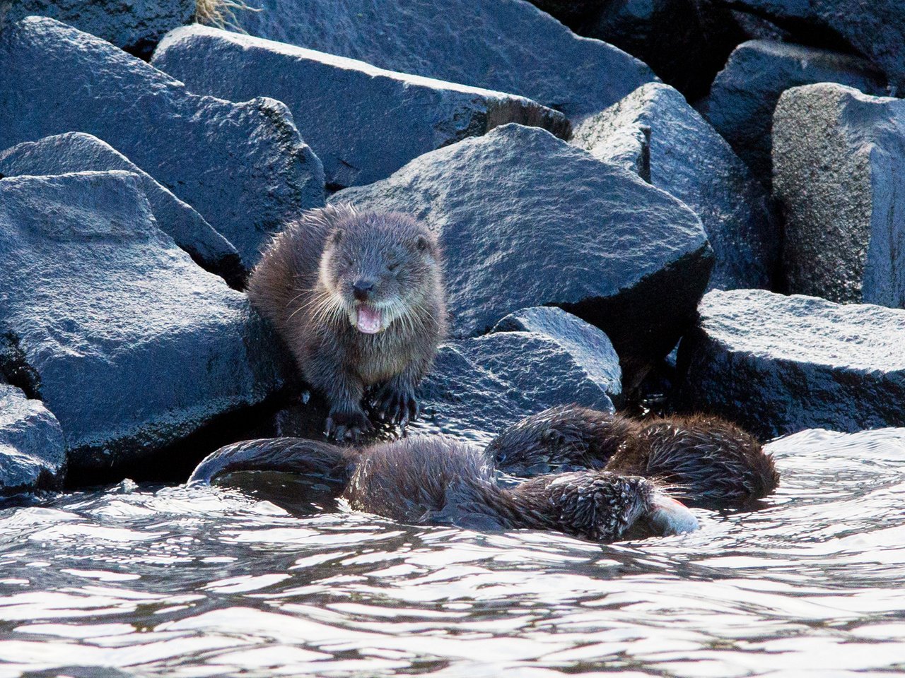 Обои вода, природа, камни, калан, морская выдра, выдра, выдры, alistair buchanan, water, nature, stones, kalan, sea otter, otter, otters разрешение 1920x1200 Загрузить