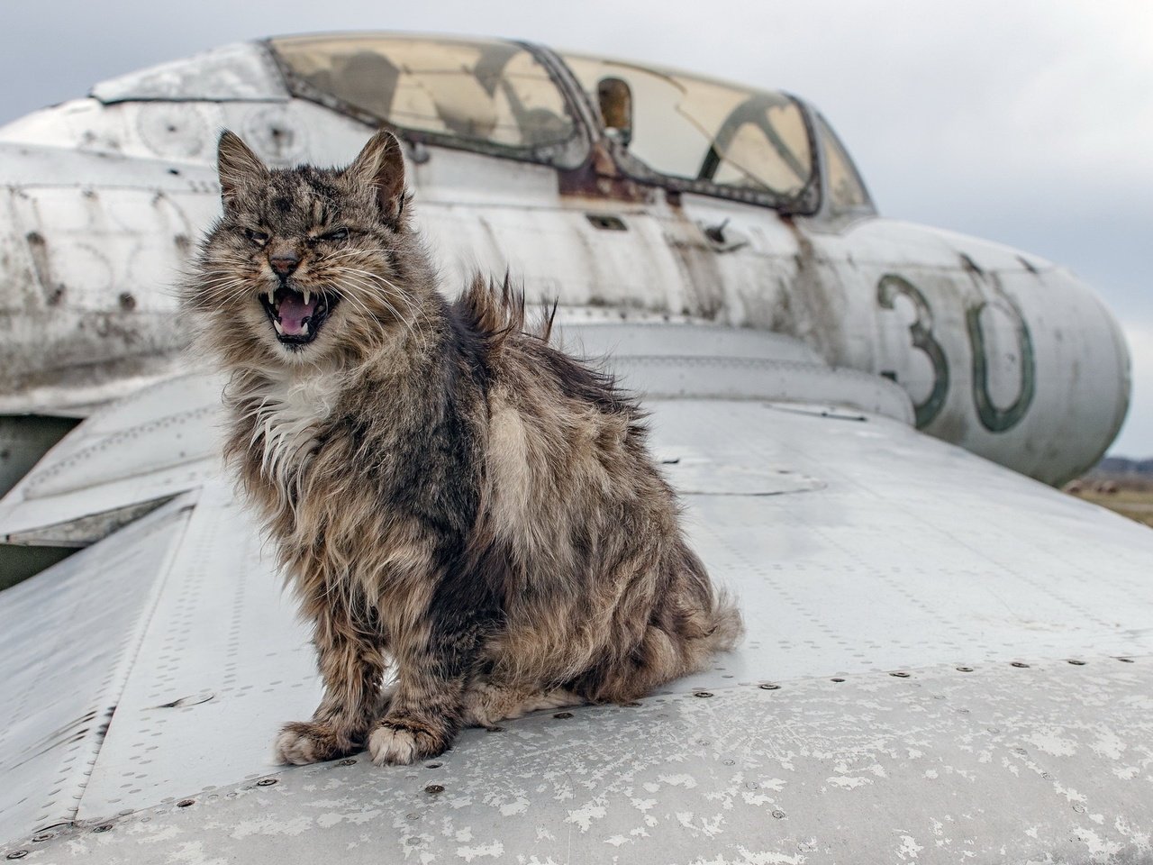 Обои самолет, животные, кот, мордочка, кошка, зубы, язык, крыло, the plane, animals, cat, muzzle, teeth, language, wing разрешение 2048x1279 Загрузить