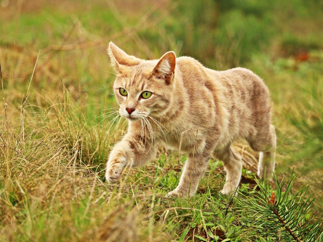 Обои трава, кот, мордочка, усы, кошка, взгляд, grass, cat, muzzle, mustache, look разрешение 5184x3456 Загрузить