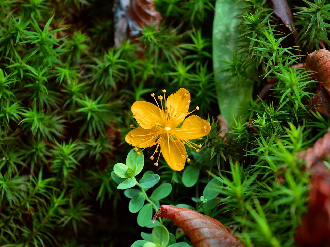 Обои желтый, растения, цветок, лепестки, зверобой, зверобой олимпийский, yellow, plants, flower, petals, st. john's wort, st. john's wort olympic разрешение 3000x1869 Загрузить