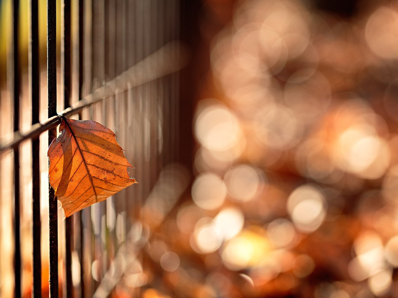 Обои макро, осень, забор, лист, боке, mirai.takahashi, macro, autumn, the fence, sheet, bokeh разрешение 3840x2400 Загрузить