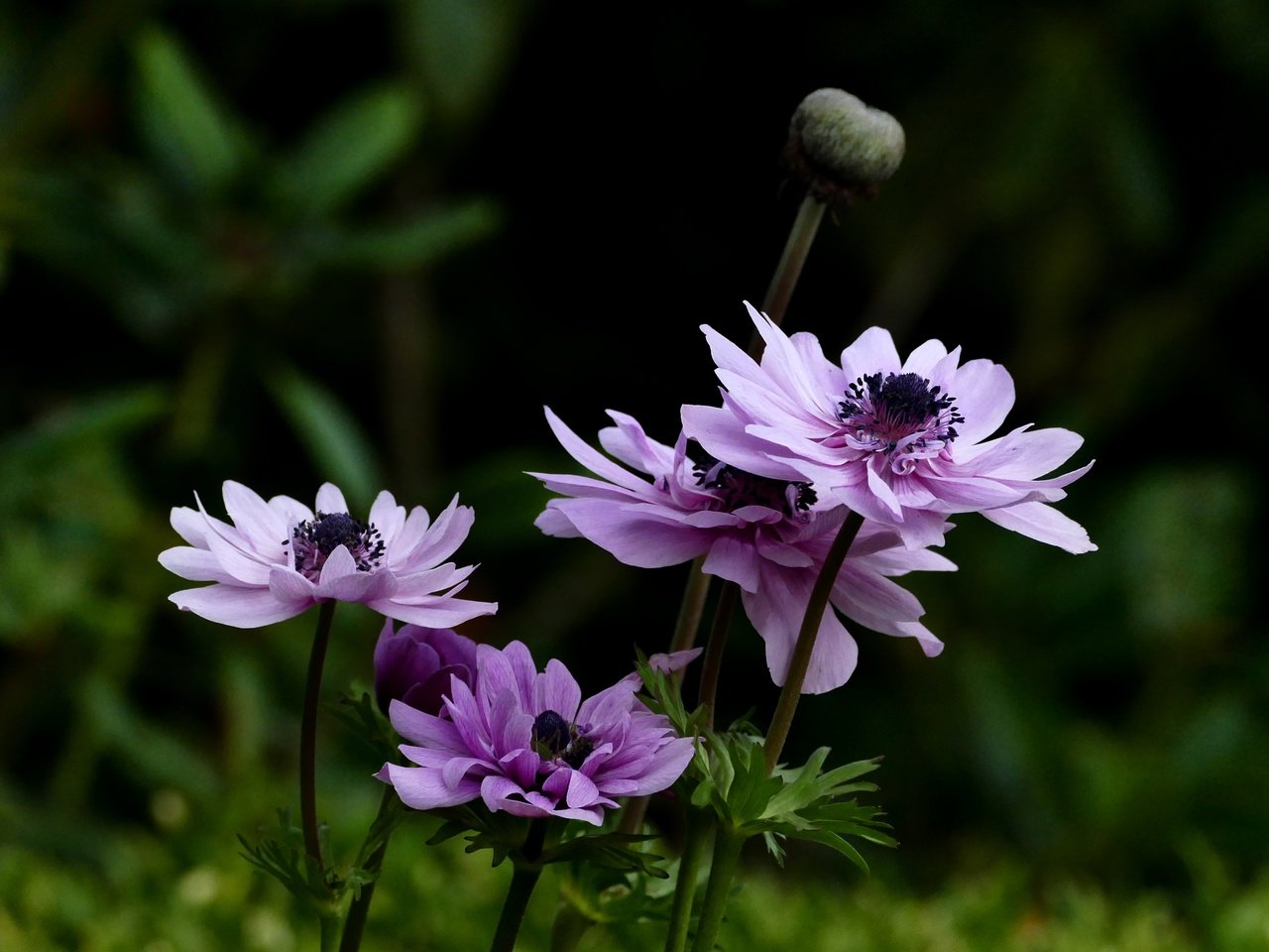 Обои цветы, листья, лето, ветреница, анемон, flowers, leaves, summer, anemone разрешение 4000x2817 Загрузить