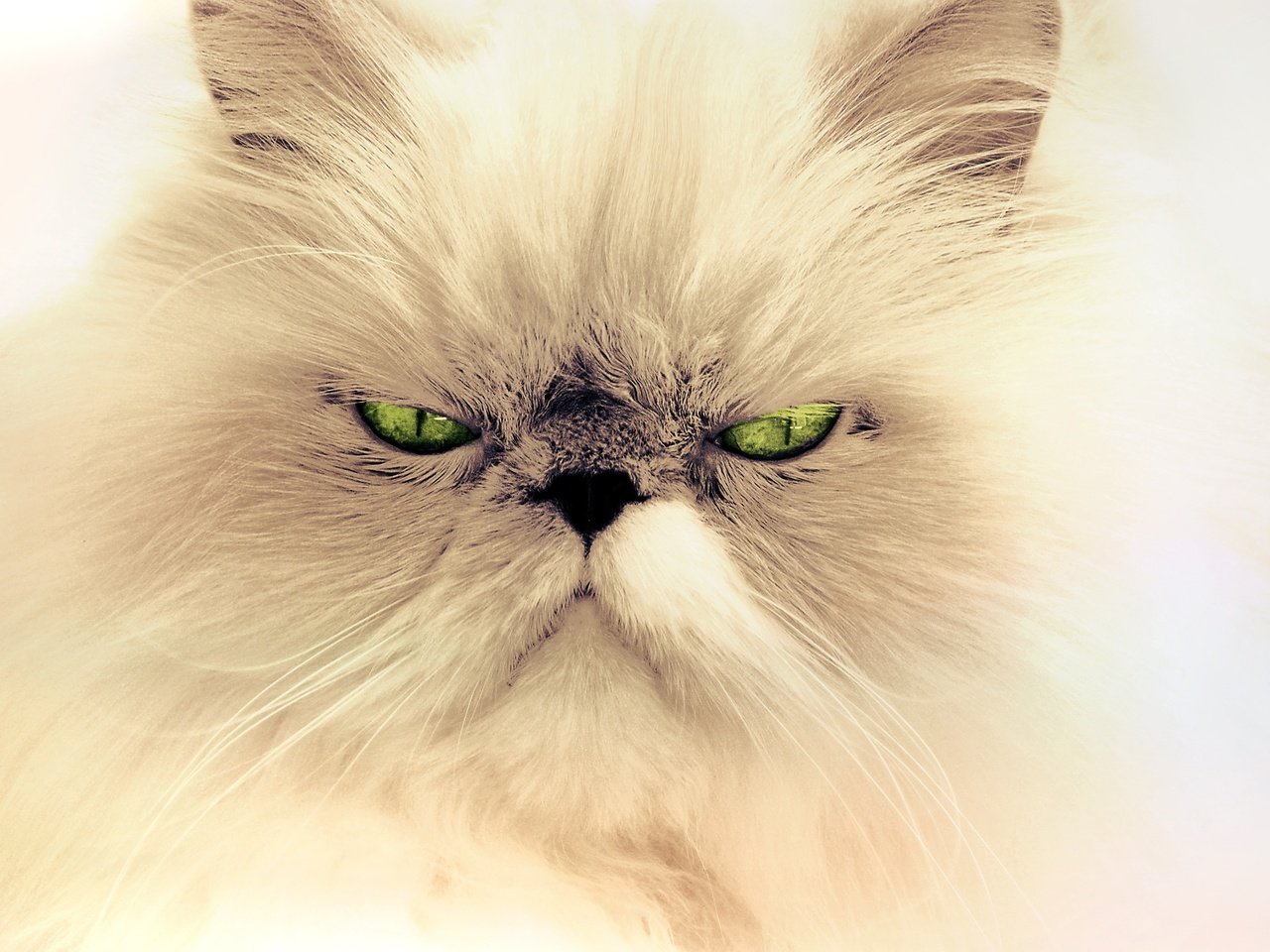 Обои глаза, фон, усы, кошка, взгляд, персидская кошка, eyes, background, mustache, cat, look, persian cat разрешение 3872x2592 Загрузить