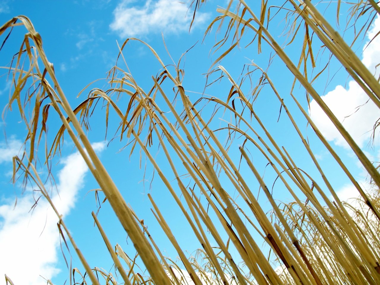 Обои небо, трава, поле, кукуруза, стебли, растение, the sky, grass, field, corn, stems, plant разрешение 4608x3072 Загрузить