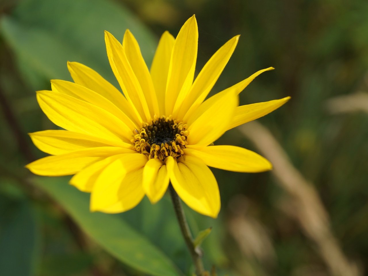 Обои желтый, цветок, лепестки, yellow, flower, petals разрешение 5456x3632 Загрузить