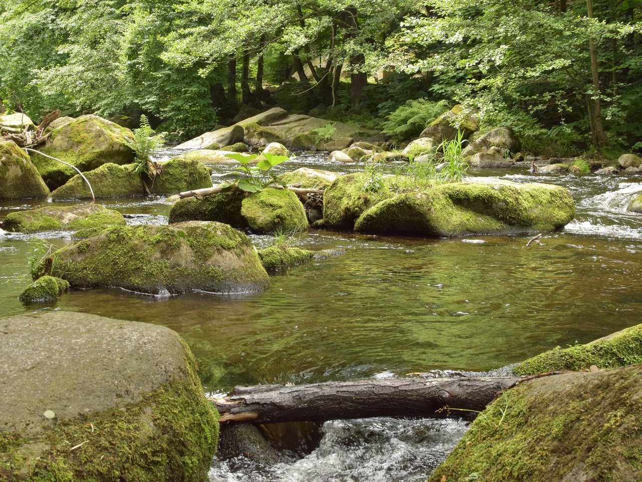 Обои деревья, вода, река, камни, лес, ручей, поток, растительность, trees, water, river, stones, forest, stream, vegetation разрешение 6000x4000 Загрузить